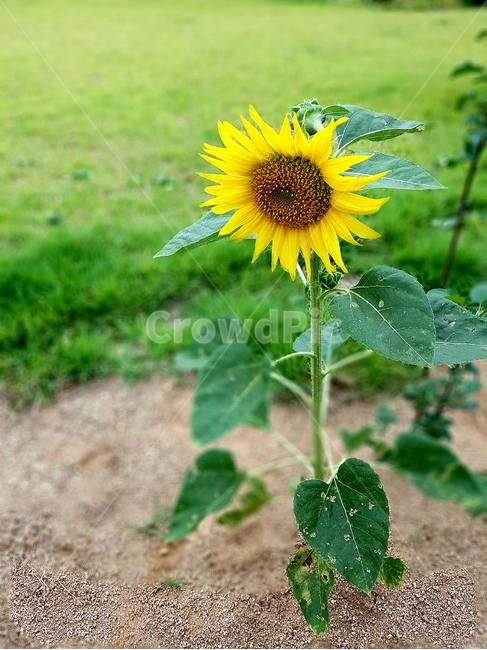 이니,해바라기,노란색,꽃,여름,태양,sunflower,sun,mini,yellow,flower,summer