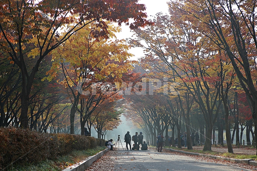길,단풍길,조깅,사람,단풍,낙엽,산책로,로드,식물,자연,풍경,인천대공원,안개,가을,계절,fall,autumn,season,자연,풍경,nature,landscape,path,통로,walkway,보도,plant,tree,나무,pavement,포장,sidewalk