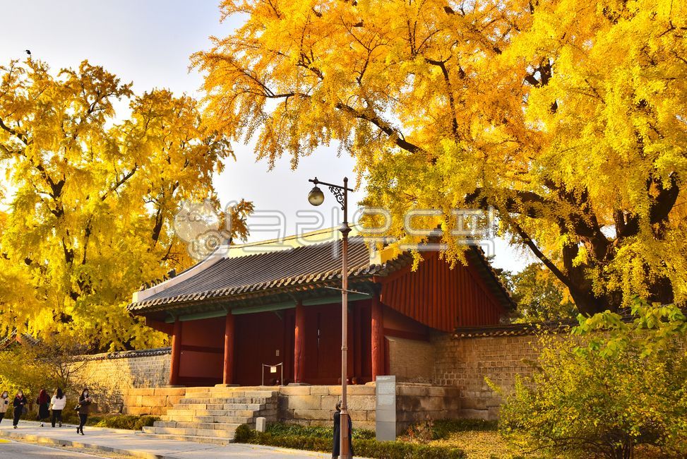 성균관,한국전통,성균관신삼문전경,가을배경,은행나무단풍,문화유산,향교,건축양식,단풍,돌담,잎새,담장,계절,시즌,화려한,색감,칼라,leaf,잎,백그라운드,plant,tree,maple,노랑색,수목,가을나무,나무,식물,배경,메이플,전통건축물,고목,노거수,outdoors,건물,architecture,건축물
