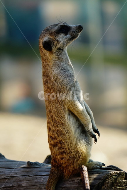 미어캣,슈리케이트,meerkat,suricate,포유류,동물,animal,파수꾼,육식동물,귀엽다,귀여운,귀여움,자연,nature,동물,animal,포유류,mammal