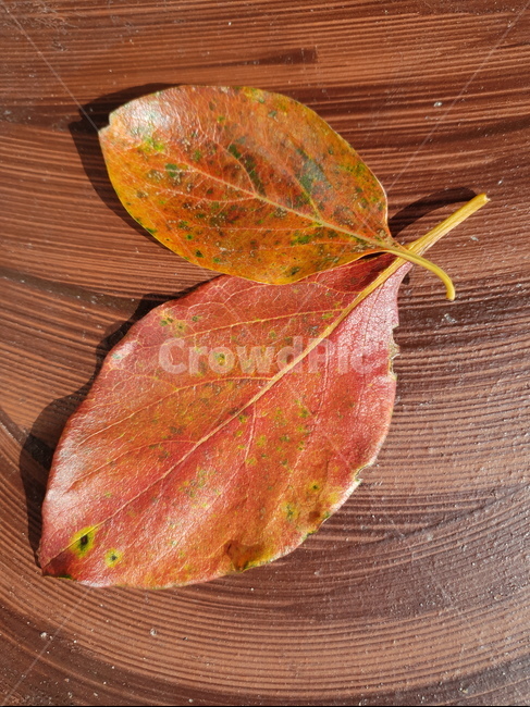 자연,잎,가을,단풍잎,plant,leaf,식물,색감,가을,계절,fall,autumn,season,veins,정맥