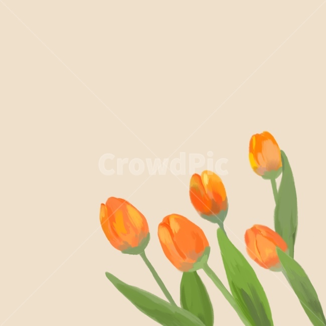 식물,plant,튤립,망고튤립,꽃,일러스트,tulip,flower