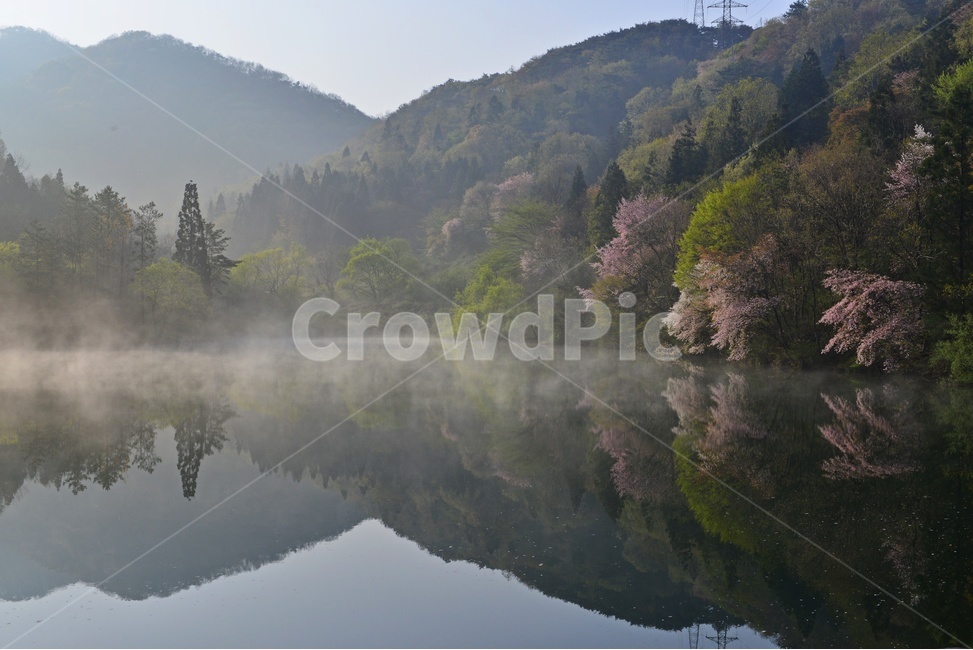 전남,화순,세량지,세량제,저수지,벚꽃,산벚꽃,봄,계절,반영,물안개,여명,아침,nature,자연,outdoors,옥외,water,물,plant,식물,fir,전나무,tree,나무,weather,날씨,경치,경관,풍경