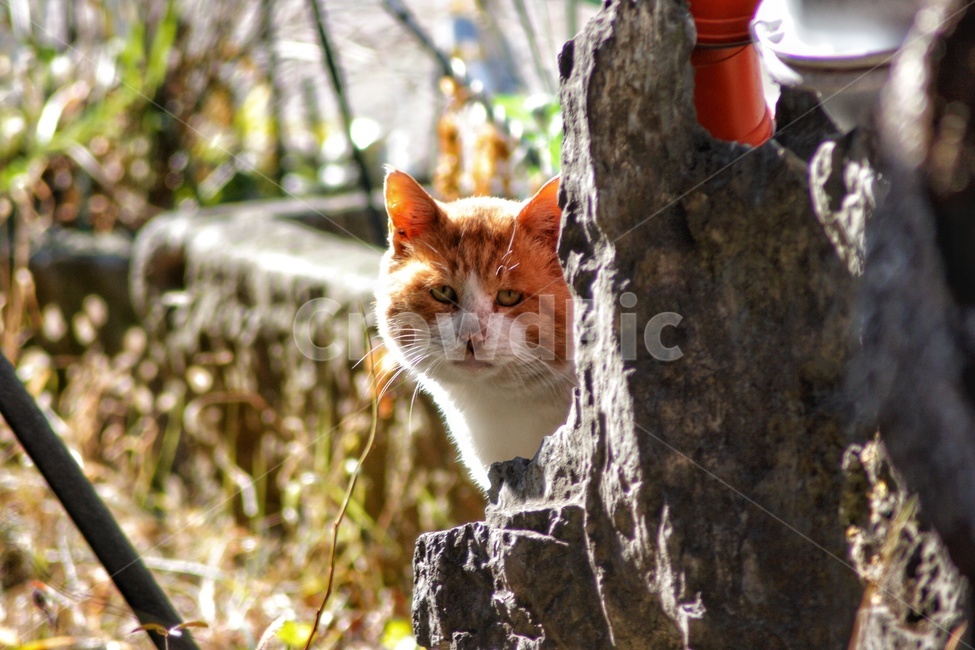 pet,animal,동물,고양이,길고양이,포유류,cat,동물,animal,포유류,mammal,고양이,cat,kitten,kitty