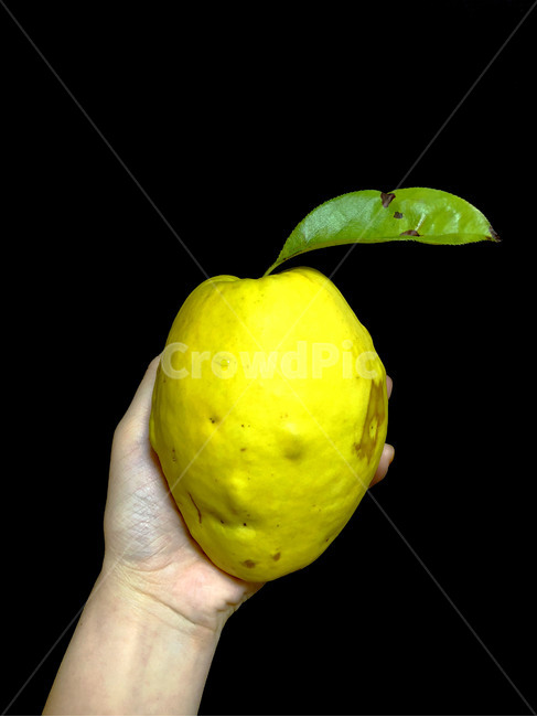 모과,과일,손,노랑,초록,손목,피부,검정,fruit,kudamono,hand,te,yellow,kiiro,green,midori,wrist,tekubi,skin,hada,black,kuro,사람,인물,인간,human,person,신체일부,몸,body,음식,식재료,요리,food,cook,meal,dishes,food reserves,과일,열매,fruit