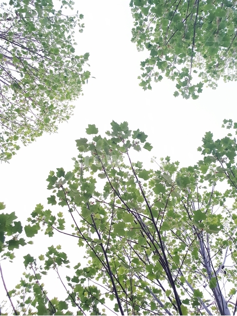 백합나무,백합나무꽃,나무백합,백합꽃,튤립나무,식물,자연,plants,nature,나무,trees,wood