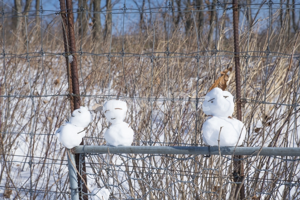 풍경,겨울,눈사람,눈,양떼목장,겨울,계절,winter,season