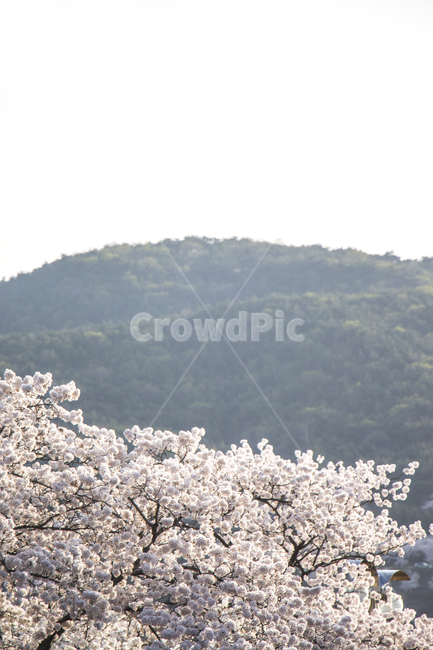 벚꽃,봄,나들이,배경,계절,꽃,자연,식물,한국,봄,계절,spring,season,자연,풍경,nature,landscape,plant,blossom,flower