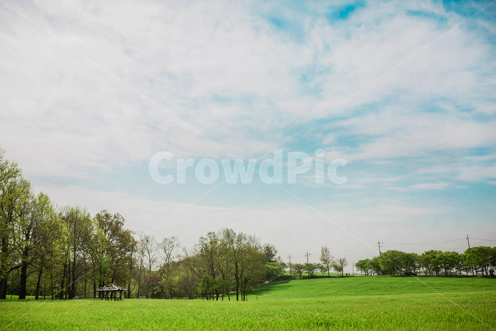 유채꽃,청보리,학원농장,고창,야외,자연,풍경,nature,landscape,plant,식물,grass,잔디,lawn,field,들,outdoors,옥외