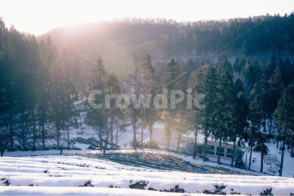 tree,나무,abies,아비,fir,전나무,plant,식물,풍경,눈,설산,겨울,계절,winter,season
