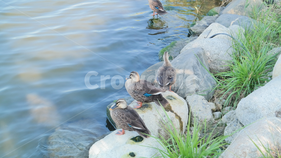 호수,강가,청둥오리,오리,lake,mallard,duck,풍경,자연,river,korea,landscape,nature,plants,동물,animal,조류,새,birds,휴식,힐링,rest,relaxation,healing