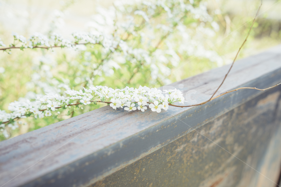 봄,꽃,감성사진,휴식,힐링,풍경사진,풍경,감성,식물,landscape,식물,자연,plants,nature,꽃,flower,휴식,힐링,rest,relaxation,healing