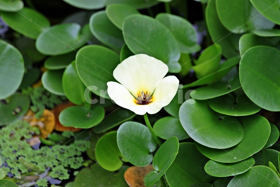 꽃,식물,꽃잎,생물,자연,꽃밭,작물,plant,flower,nature,식물,자연,plants,nature,꽃,flower