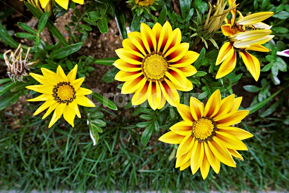 꽃,봄,자연,식물,flower,plant,floral,garden,가자니아,국화과,훈장국화,태양국,원예,gazania,남아프리카원산
