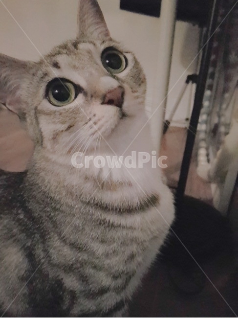 고양이,animalcompanion,cat,동공확대,동그란눈,코숏,암컷,반려동물