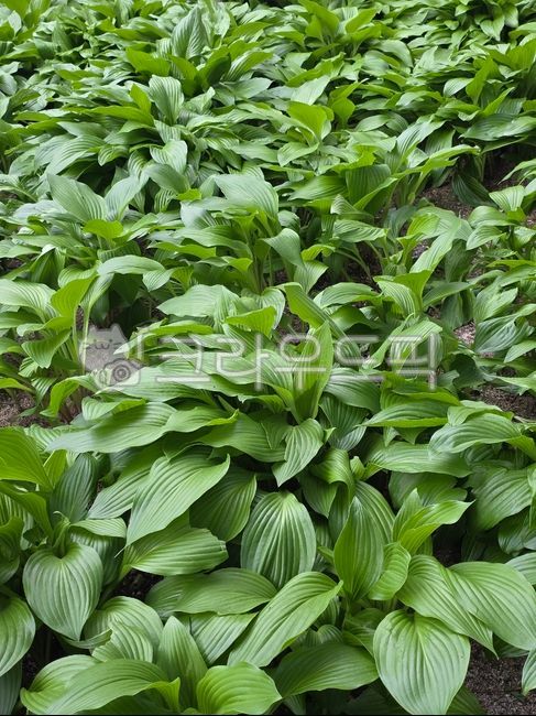 Vivichu,plant,perennial plant,wild plant,green leaf