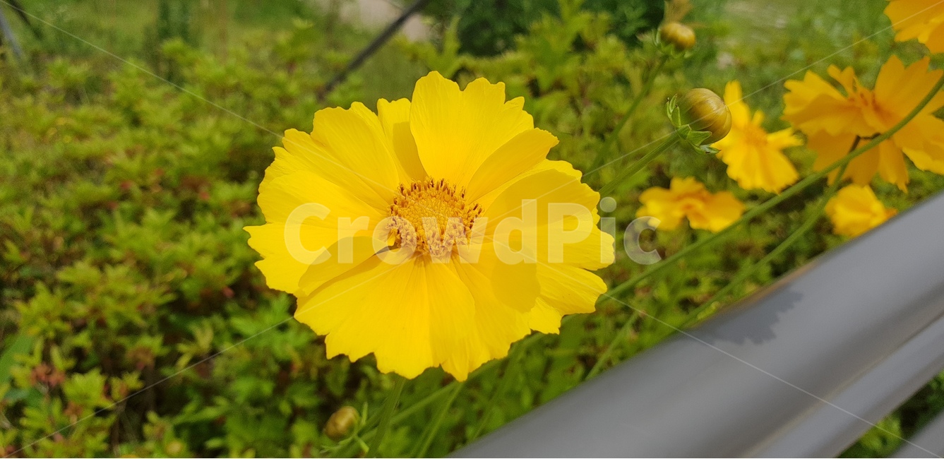 꽃,노란꽃,식물,금계국,식물원,식물,자연,plants,nature,꽃,flower