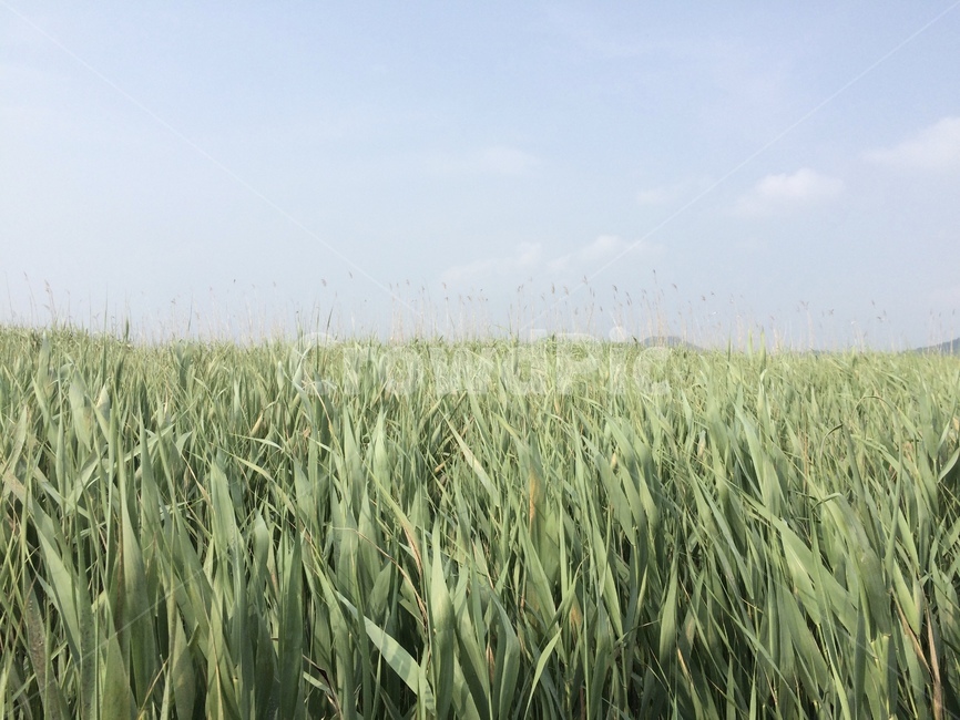 plant,식물,초목,순천만,갈대,초원,휴식,고요,논,밭