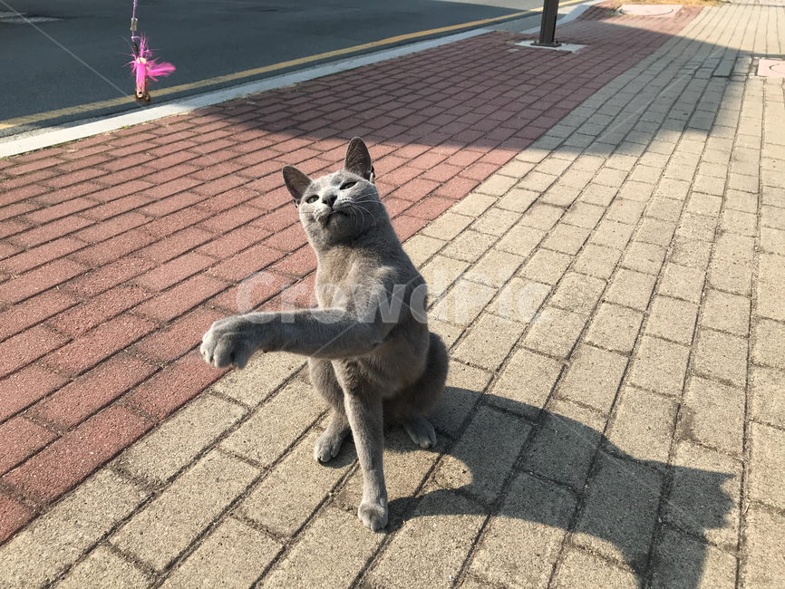 고양이,길냥,cat,러시안블루,길고양이,러블,동물,animal,포유류,mammal,고양이,cat,kitten,kitty
