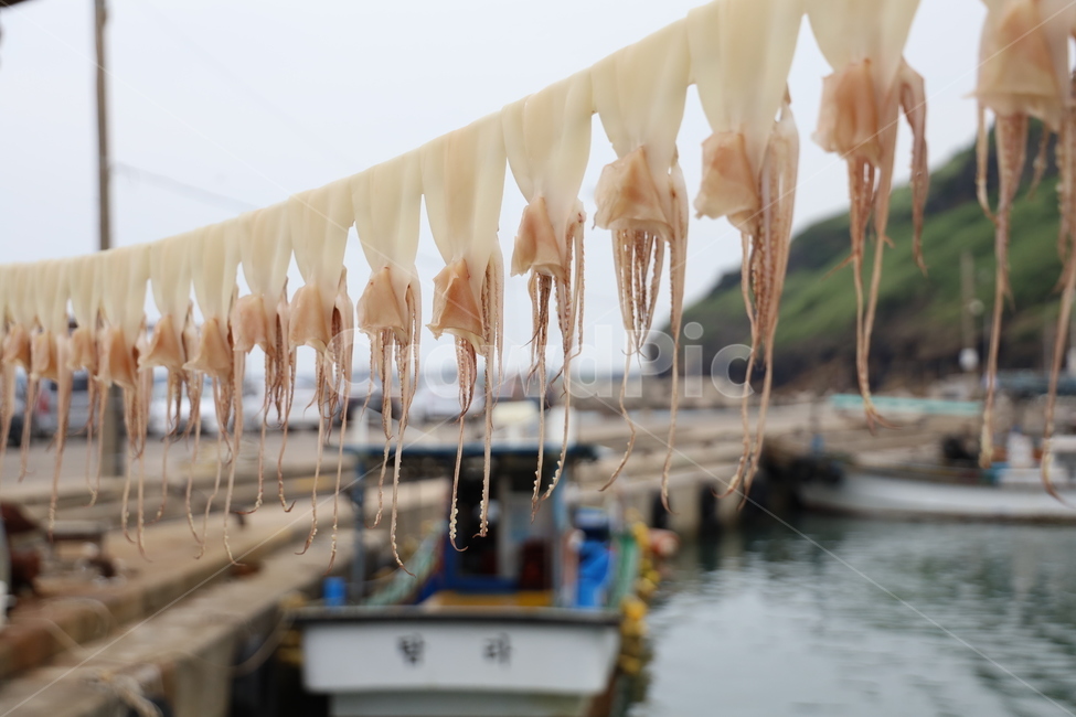 오징어,오징어건조,마른오징어,오징어말리기,제주도오징어,수산물,해산물,fishery products,seafood