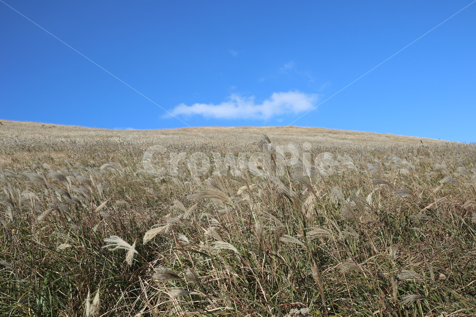 제주도,새별오름,오름,억새,식물,잔디,nature,grass,plant,outdoors,옥외,자연,가을,계절,fall,autumn,season,자연,풍경,nature,landscape,식물,plants,food,음식,grain,곡물,vegetable,야채
