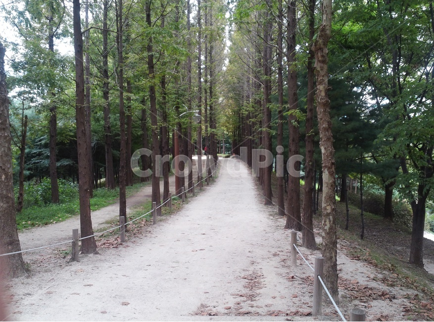 산책로,길,나무,힐링,상쾌한공기,걷기,자연,풍경,nature,landscape,tree,plant,식물,garden,정원,outdoors,옥외,arbour,정자