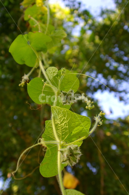 식물,열매,가을,야외,옥외,식물,자연,plants,nature