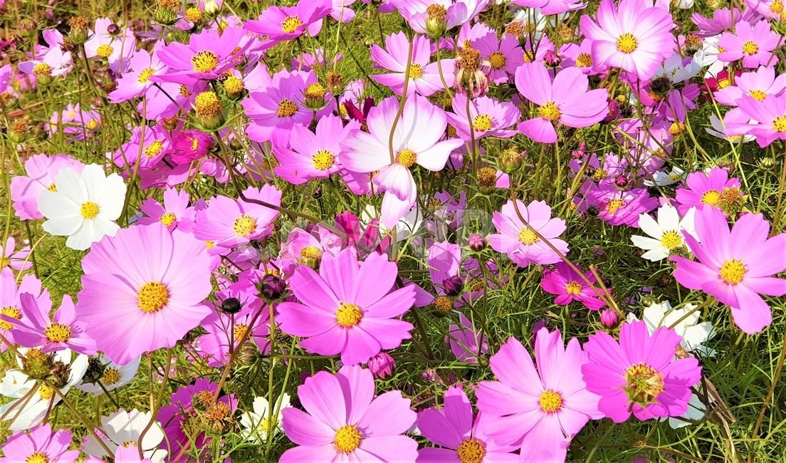 코스모스,flower,꽃,blossom,식물,식물,자연,plants,nature,꽃,flower