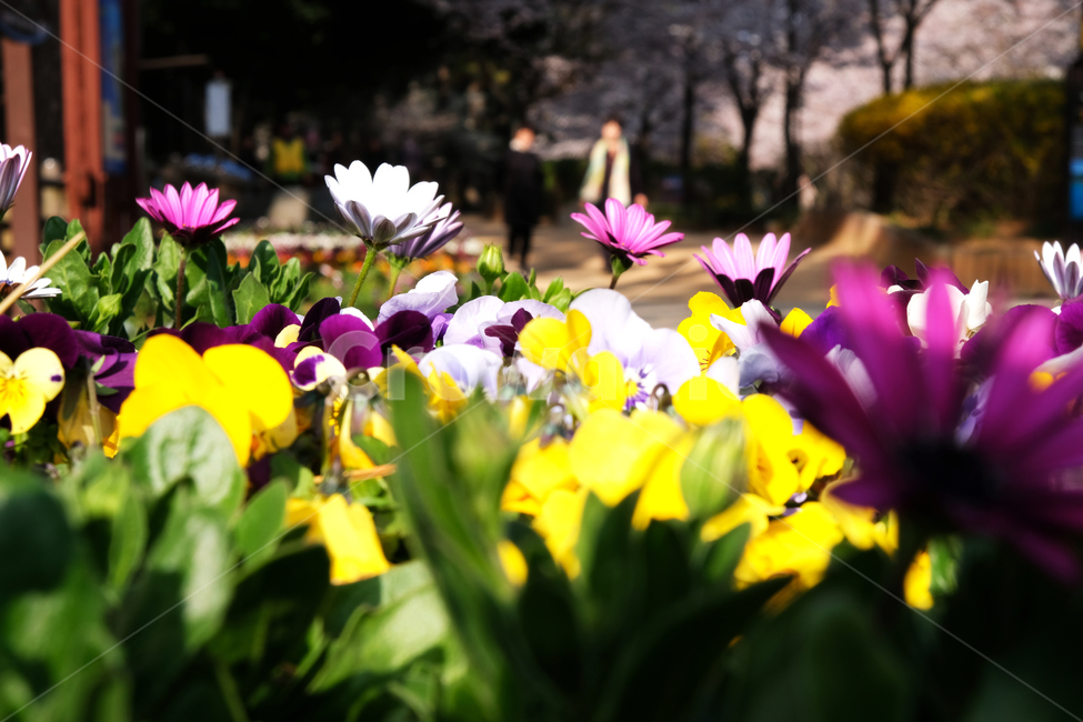 봄꽃,꽃배경,beautiful,blossom,colorful,flowerbackground,nature,season,spring,노란꽃,정원,식물,자연,plants,nature,꽃,flower