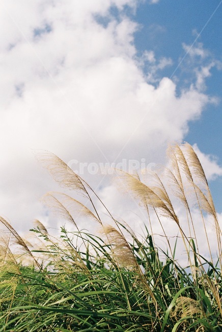 plant,식물,grass,잔디,lawn,reed,갈대,억새,가을,계절,fall,autumn,season