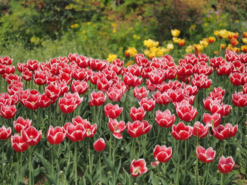 튤립,꽃,붉은색,노란색,꽃밭,봄,계절,spring,season,식물,자연,plants,nature,꽃,flower,plant,blossom