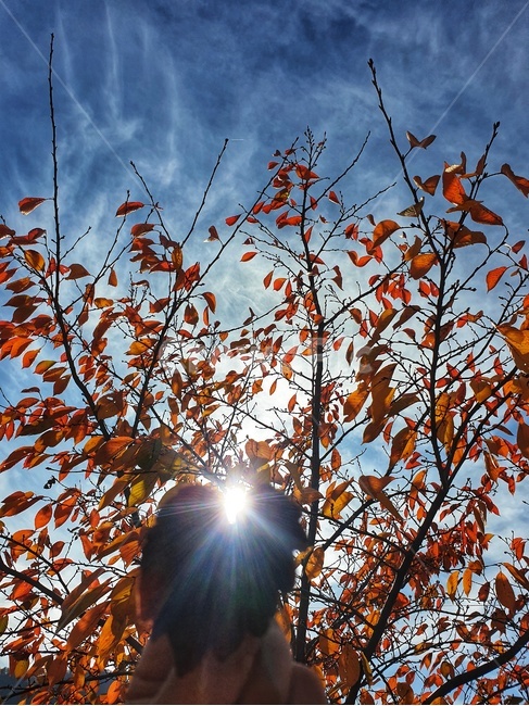 light,빛,flare,플레어,식물,leaf,잎,person,plant,가을,계절,fall,autumn,season
