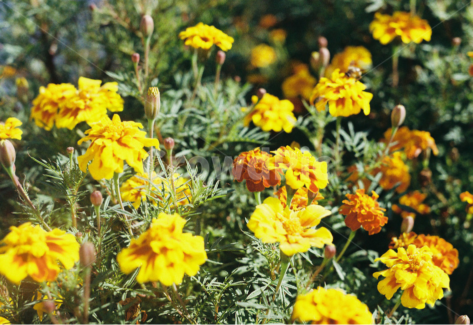 꽃,봄,메리골드,봄꽃,꽃밭,공원,가든,노란꽃,작은꽃,flower,spring,garden,봄,계절,spring,season,식물,자연,plants,nature,꽃,flower,plant