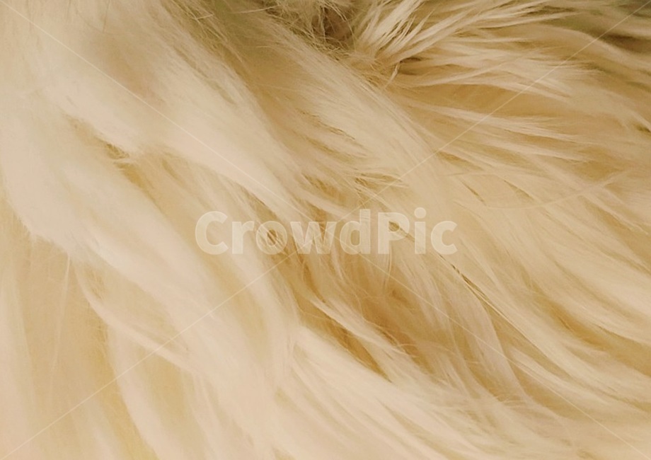 고양이,털,복실복실,아이보리,포근