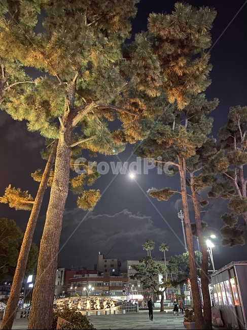 달,보름달,fullmoon,야경,제주,거리,사람,풍경,산책,tree,나무,plant,식물,person,human,인간,별,star