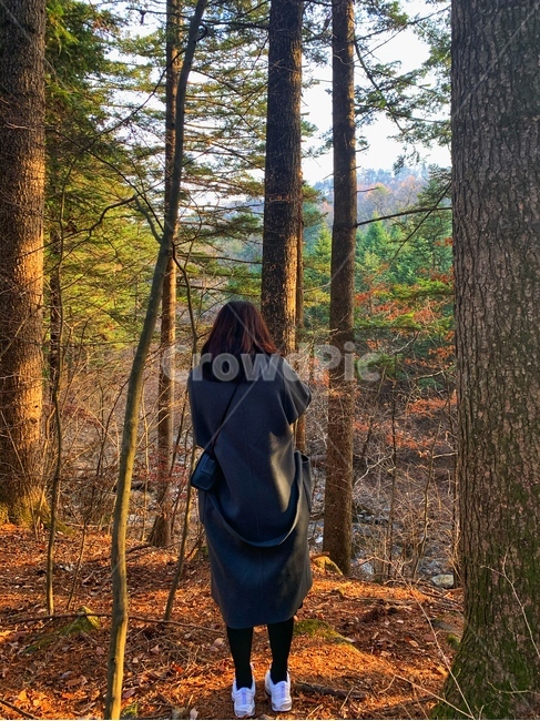 자연,공원,광릉수목원,가을,나무,인간,사람,human,tree,식물,노을,숲,가을,계절,fall,autumn,season,사람,인물,인간,human,person,여성,여자,woman,female,lady