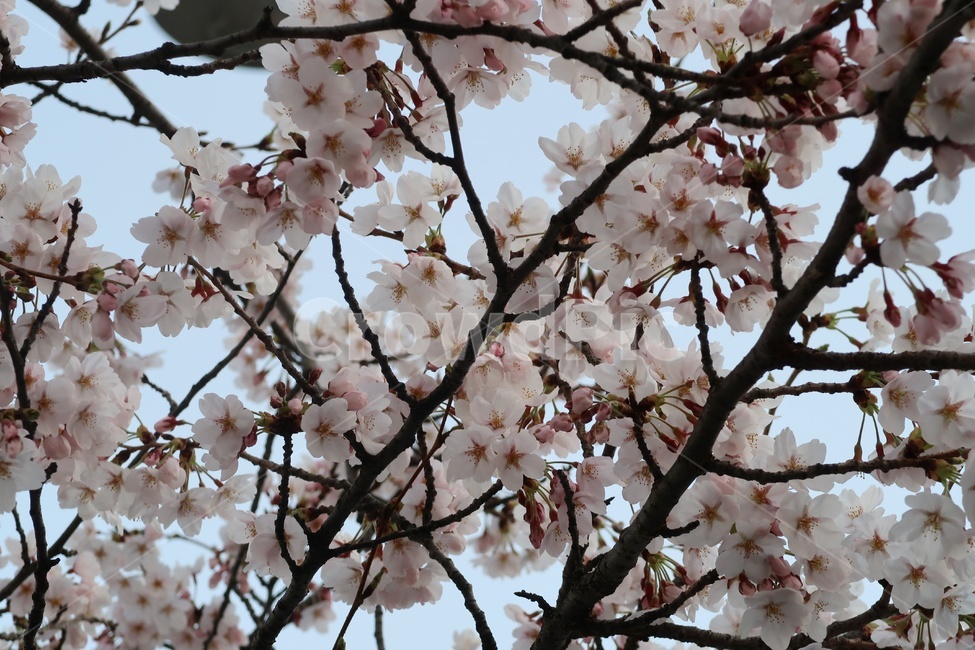 벚꽃,꽃,사쿠라,flower,나무,봄,벚꽃놀이,봄꽃,벚꽃나무,꽃놀이,체리블라썸,봄봄,봄,계절,spring,season,plant,식물,blossom,cherry blossom