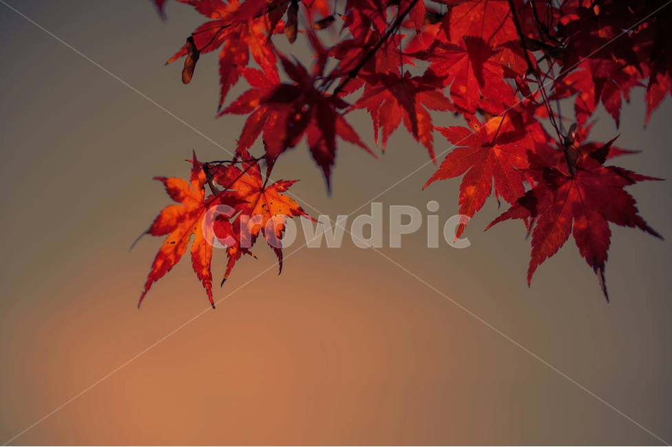 단풍,가을,가을단풍,레드,빨강,감성,단풍잎,가을감성,가을,계절,fall,autumn,season,식물,자연,plants,nature,leaf,잎,plant,tree,나무,maple