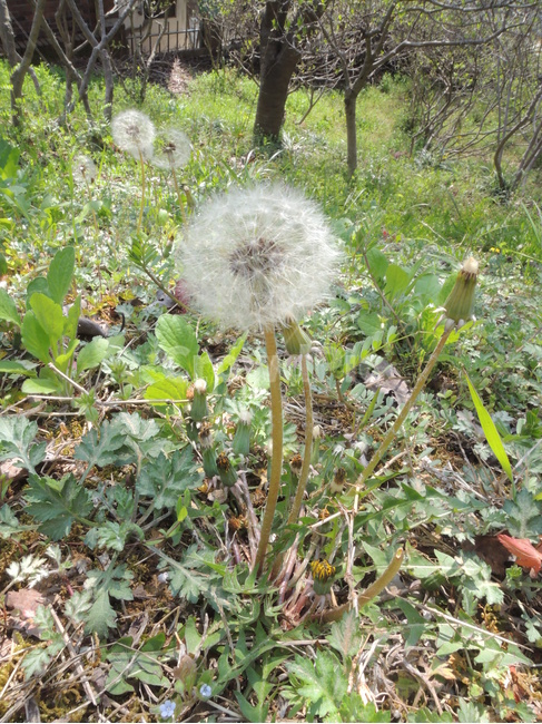 민들레홀씨,봄,작은꽃,공원,정원,식물,계절,야외,dandelionfuzz,garden,grass,green,landscape,leaf,natural,outdoor,park,plant,season,spring,봄,계절,spring,season,식물,자연,plants,nature,꽃,flower,blossom