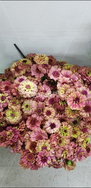 꽃,blossom,flower,백일홍,여름꽃