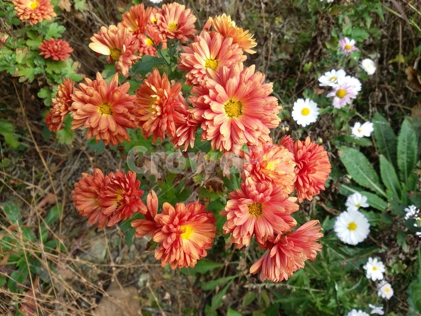 plant,식물,꽃,flower,자연,식물,자연,plants,nature,꽃,flower