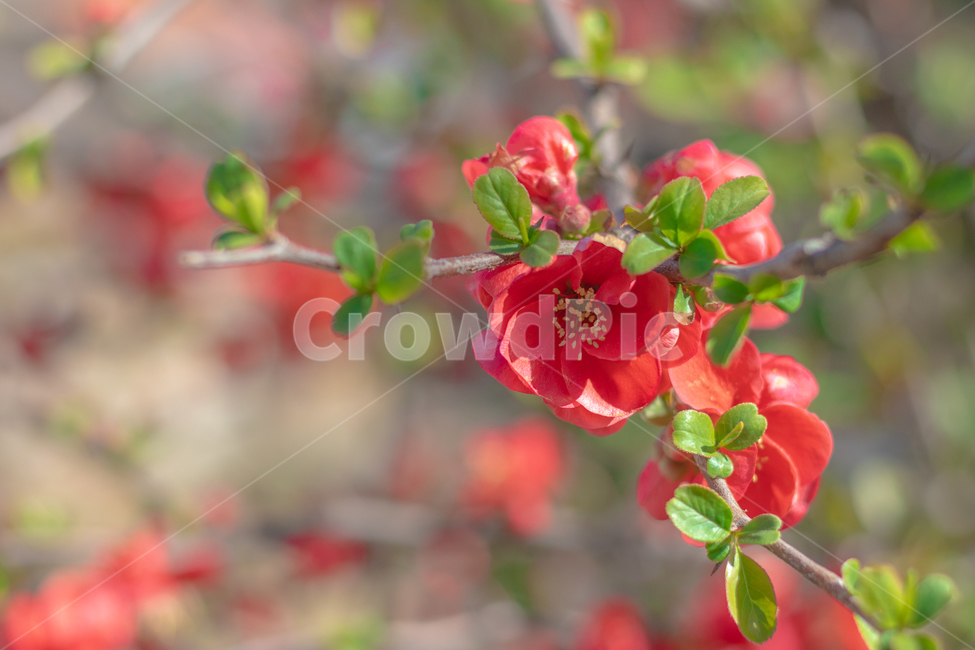 동백꽃,꽃,봄꽃,식물,plant,봄,계절,spring,season,식물,자연,plants,nature,꽃,flower