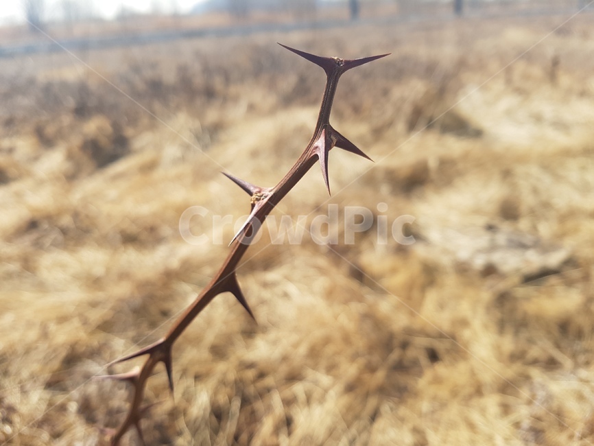 가시,가시덤불,고통,혼란,아픔,식물,자연,plants,nature
