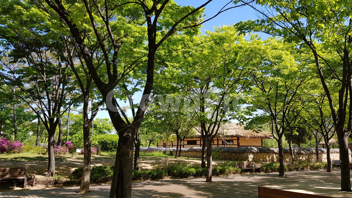 나무,여름,초가집,green,숲,tree