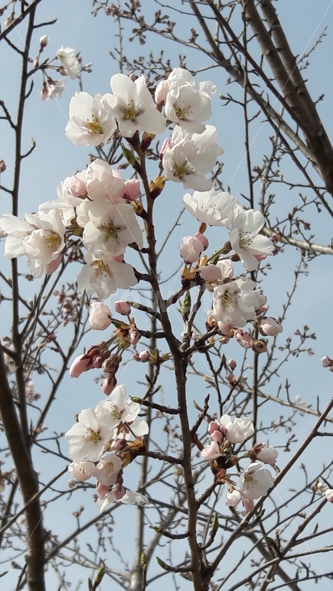 벗꽃,봄,나무,꽃,가지,봄,계절,spring,season,식물,자연,plants,nature,꽃,flower,plant,blossom,cherry blossom,벚꽃