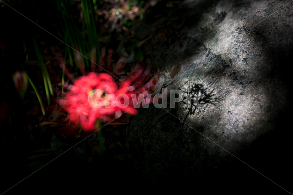 불갑사,꽃무릇,상사화,붉은꽃,꽃,식물,자연,plants,nature,꽃,flower