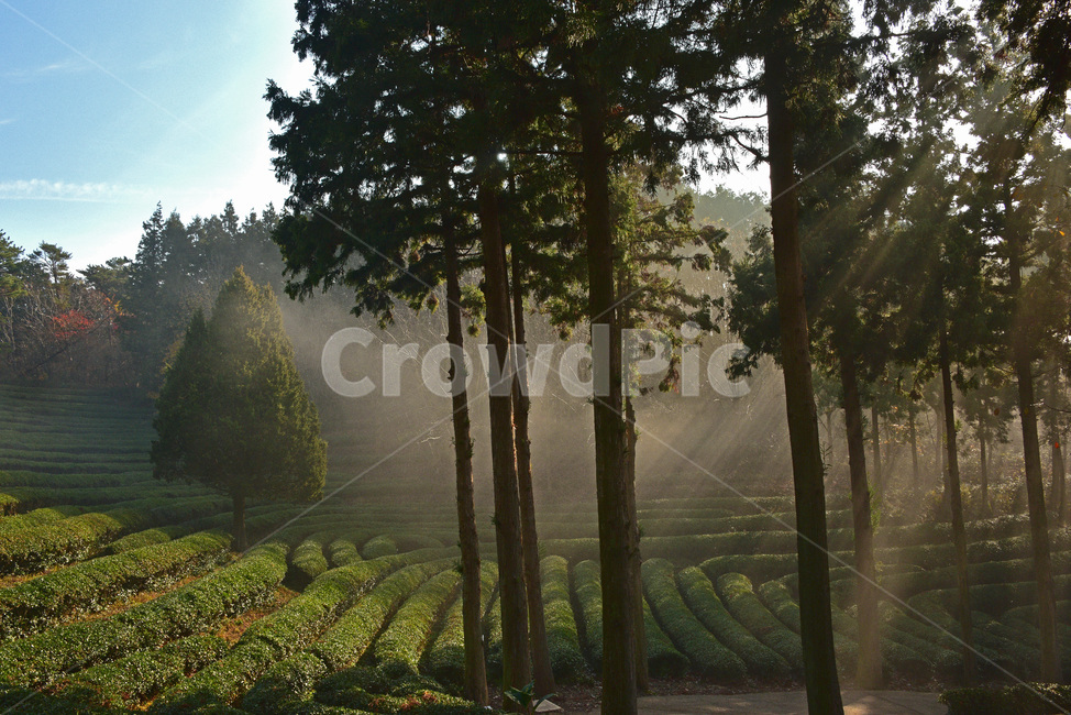 녹차밭,보성,녹차,밭,체험관광,greenteafarm,greenteafields,빛내림,자연,풍경,nature,landscape,나무,trees,wood,산업,industry,industrial,농업,농사,agriculture,farming,farming industry