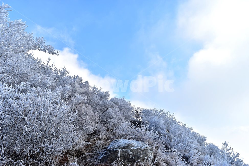 소백산,눈꽃풍경,상고대,겨울풍경,국립공원,겨울동화,힐링,감성,아름다움,뷰티풀,설국,눈풍경,파란하늘,100대명산,겨울명산,설경,서리꽃,snow,landscape,눈,화이트,자연,신비로운,경이로운,천상,비경,치유,산,명산,자연풍경,늦가을,영주,단양,풍기,희방사,삼가리,비로봉,연화봉,겨울,계절,winter,season,자연,풍경,nature,landscape,outdoors,옥외