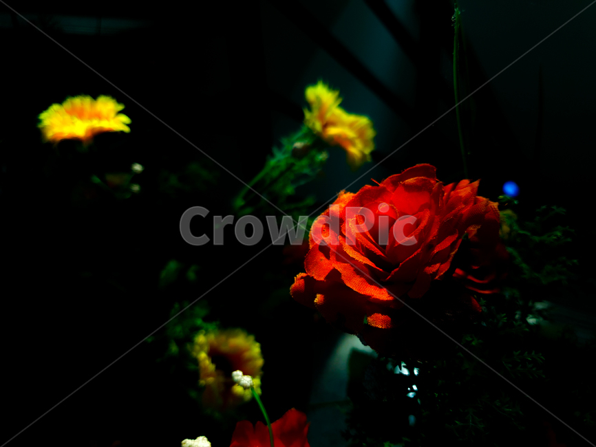 꽃,장미,식물,flower,rose,plant,식물,자연,plants,nature,꽃,flower