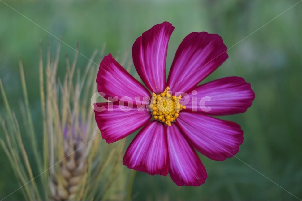꽃,들꽃,자연,산책로,flower,flowers,wildfires,nature,trail,식물,자연,plants,nature,꽃,flower